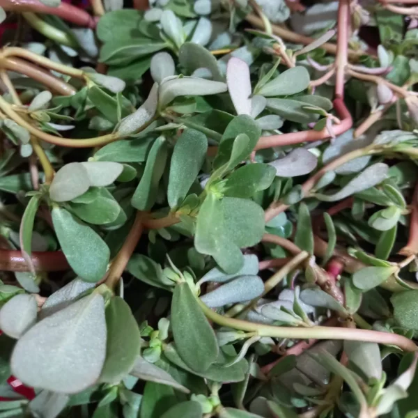 Frische Baqleh mit fleischigen grünen Blättern
