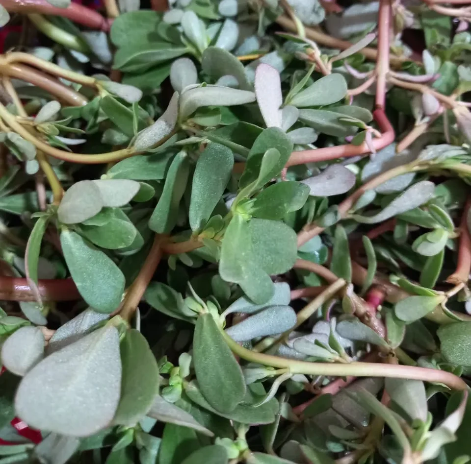 Frische Baqleh mit fleischigen grünen Blättern